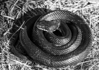 Helpful Eastern Rat snake or commonly called Black rat snake is coiled up sunbathing on a farm in rural Virginia. This common nonvenomous snake is often scene in the countryside on farms. 