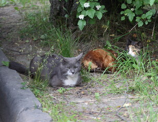 A  brown cat and a gray cat are lying on the lawn near the curb