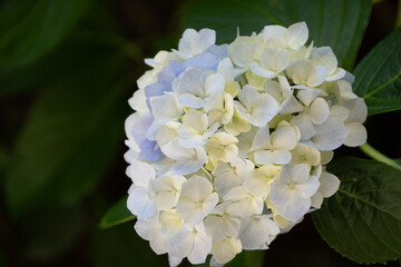 梅雨の晴れ間に咲く、紫陽花