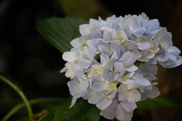 梅雨の晴れ間に咲く、薄い青色の紫陽花