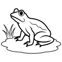 frog on a white background