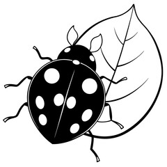 ladybug on white background