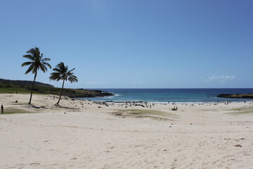 palm trees on the beach