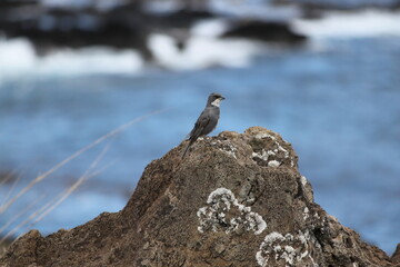 bird on a rock