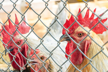 Roosters with hens stand behind the fence