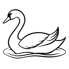 black and white swan