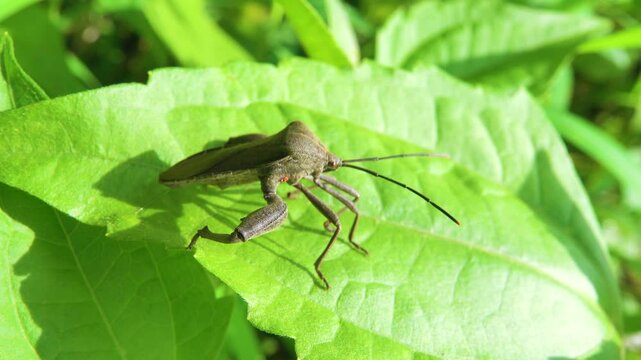 A tropical bug with powerful legs. the Hercules insect. Java Island, Indonesia. It like american Acanthocephala terminalis. People probably brought it here too, a pest of plants