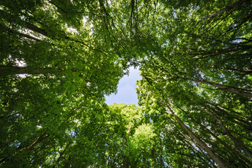 Sunlight filtering beautifully through the lush canopy of the forest creates a magical ambiance