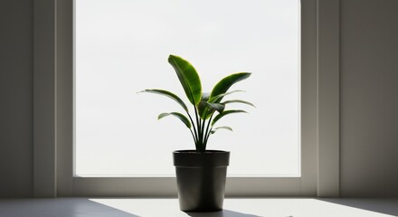 A small leafy potted plant silhouetted against a bright window