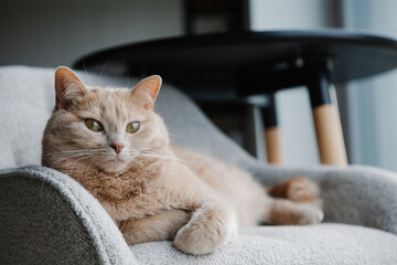 A ginger cat rests comfortably on a soft armchair, gazing thoughtfully near a stylish table in a...