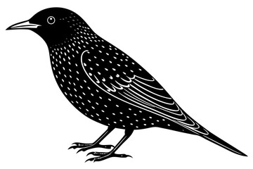 vector illustration of a bird