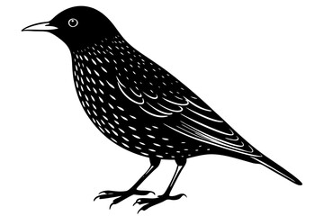 vector illustration of a bird