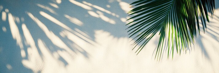 Palm frond shadows on a light beige wall