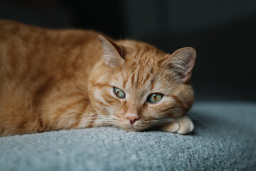 An orange tabby cat rests comfortably on a gray surface, displaying serene behavior while relaxing in a soft, cozy indoor space illuminated by natural light