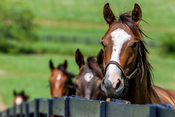 Fototapeta premium Thoroughbred Tranquility: Kentucky Pastures in the Heart of Horse Country