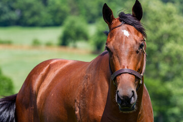 Obraz premium Grace in the Grass: A Young Thoroughbred's Peaceful Moment on a Kentucky Horse Farm