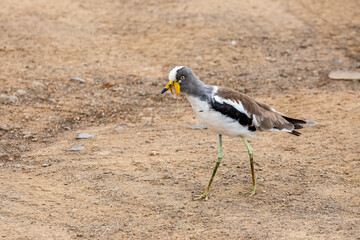 South Africa, Kruger National Park, White-crowned / White-headed Lapwing / Plover (Vanellus...