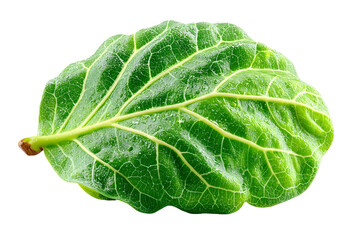 Close-up of a vibrant green Fiddle Leaf Fig isolated against a transparent backdrop