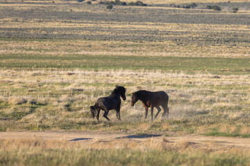 Wild Horse Stallions Sparring in Spring in th e Utah Desert
