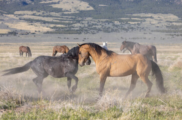 Wild Horse Stallions Sparring in Spring in th e Utah Desert