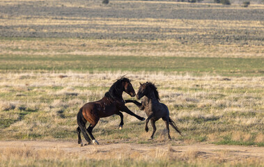 Wild Horse Stallions Sparring in Spring in th e Utah Desert