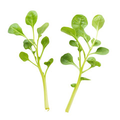 Two sprigs of fresh new zealand spinach isolated on transparent background
