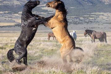 Wild Horse Stallions Sparring in Spring in th e Utah Desert