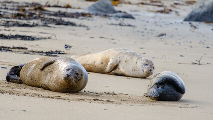 Naklejka premium Seals basking on the sandy shores of Ytri Tunga Beach in Iceland under soft daylight