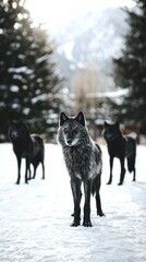 Obraz premium Three black wolves in snowy landscape