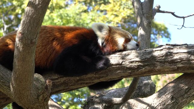 A sleeping red panda in a tree