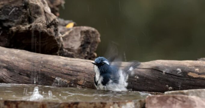 An Ultramarine Flycatcher having a bath