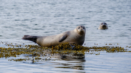 Seals basking on seaweed at Ytri Tunga in Icelands serene waters amidst stunning landscapes