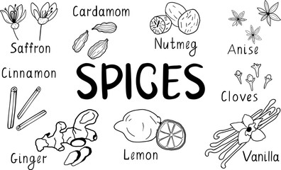 Hand drawn spices. Vector set: saffron, ginger, cinnamon, anise, cloves, vanilla, cardamom. Sketch Illustration isolated background. Spices for cooking. Baking spices.