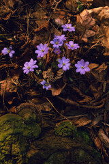 Tranquil Forest Scene with Vibrant Blue Hepatica Flowers.
