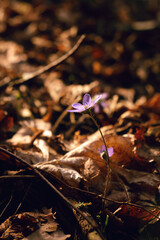 Close-Up of Delicate Liverwort Flower in Spring Woodland. Early Spring Blue Anemone Growing Amid Green Foliage.