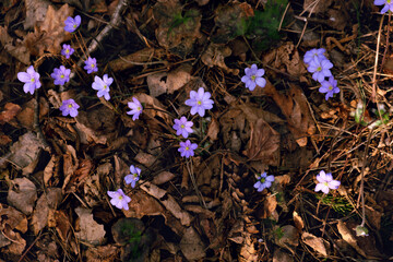 Tranquil Forest Scene with Vibrant Blue Hepatica Flowers.