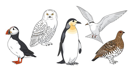 Fototapeta premium Illustration of a puffin snowy owl penguin tern and ptarmigan on white background