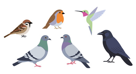 Illustration of seven different bird species including sparrow robin and crow