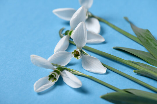 Fototapeta blooming snowdrop flowers on a blue color backdrop, top view, studio photo, abstract floral background