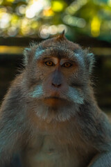 Curious baby monkey looking at the camera, Bali jungle