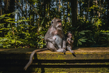Long-tailed macaque with infant in Sacred Monkey Forest