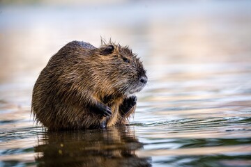 River nutria in the water