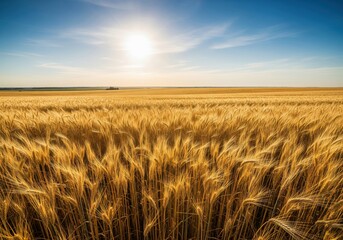 Obraz premium Golden Harvest Field under Blue Sky. Expansive sunlit landscape of maturing cereal crops against a vibrant firmament. It embodies natural abundance, growth, and agricultural prosperity.