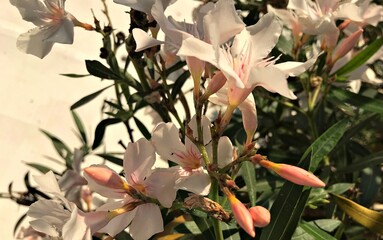 Creamy pinkish Laurel Blossom. Laurel Flower isolated in Bloom. Laurel Flower Closeup. Creamy...