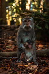 Long-tailed macaque with infant in Sacred Monkey Forest