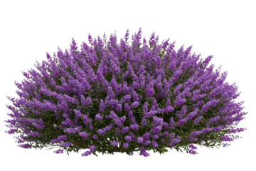 Purple flower shrub isolated on transparent background