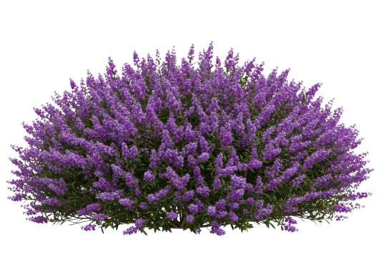 Purple flower shrub isolated on transparent background