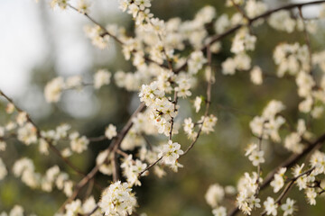 dettagli dei rami di un piccolo albero spontaneo dai fiori bianchi, di giorno, in primavera