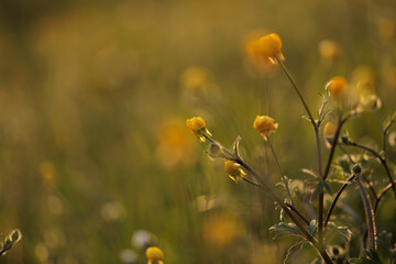 vista macro di fiori gialli in un campo in campagna, in primavera, al tramonto