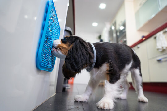 Puppy enjoying mealtime with a lick mat at home